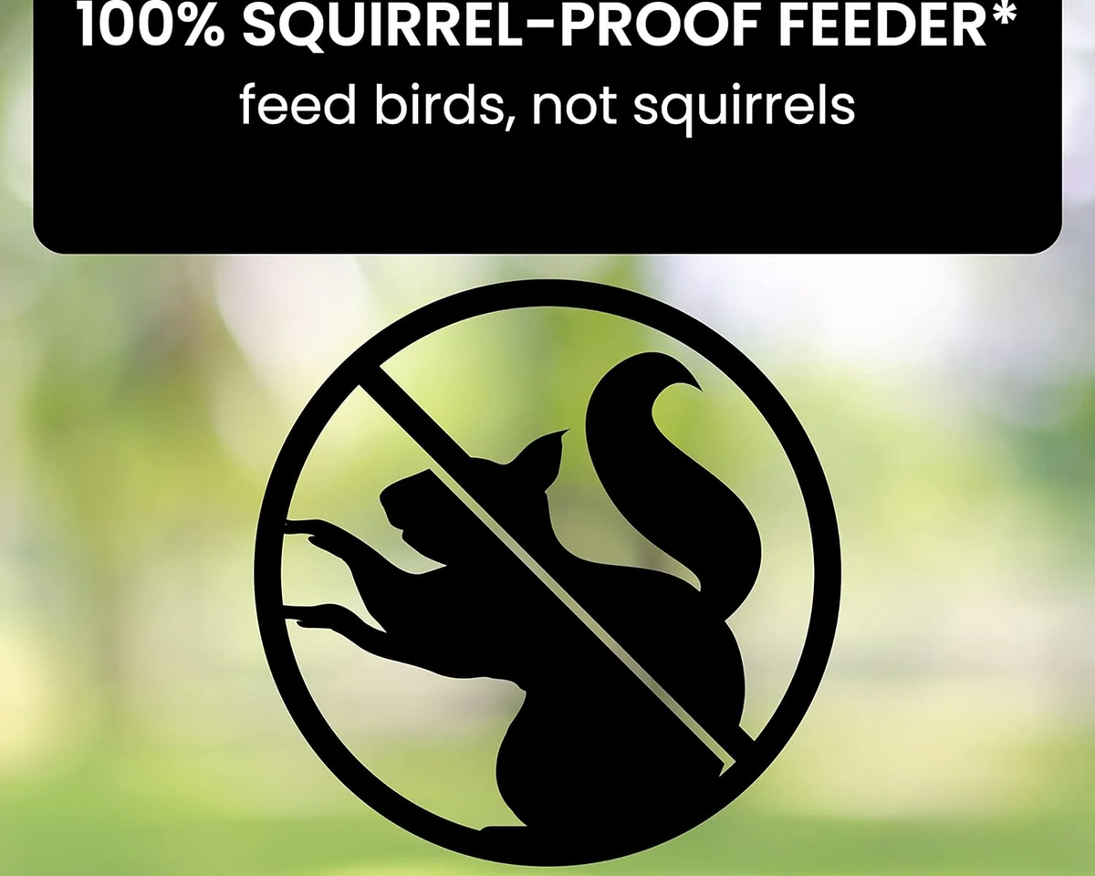 Squirrel Proof Bird Feeder